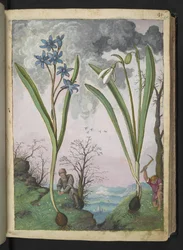 Scilla bifolia and Galanthus nivalis, from Paintings of Flora of the Roman States by Gherardo Cibo