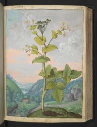 Smyrnium olusatrum, from "Paintings of Flora of the Roman States" by Gherardo Cibo