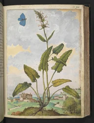 Stachys officinalis, from 