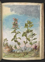 Teucrium chamaedrys (Wall Germander), from 