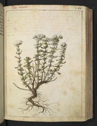 Teucrium montanum, from 
