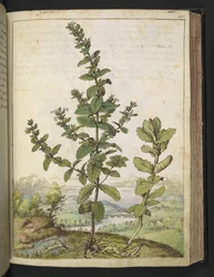 Teucrium scordium, from 