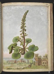 Umbilicus rupestris (Navelwort): Edible flowering plant, from 