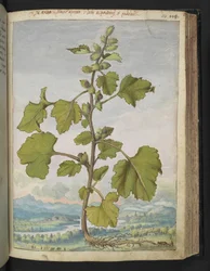 Xanthium strumarium, from 