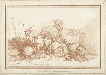 Lying Sheep and Goat