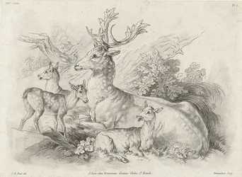 Resting Deer