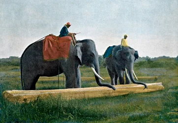 Elephants Moving a Log, Ceylon, c1890