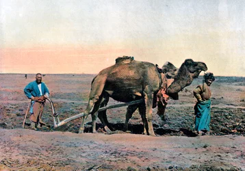 Farm Labourers Ploughing with a Camel, Caucasus