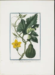 Vegetable Print, from Hortus Romanus, Vol. I or II