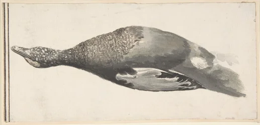 Dead Duck, 1685-1755