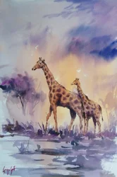 African Sunset Giraffes