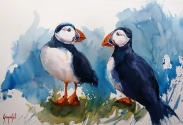 Colorful Puffin Pair