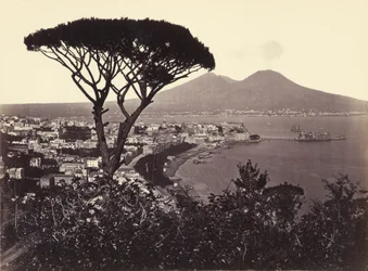 Panorama of Vomero with Pine Tree