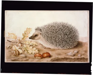 A hedgehog in a landscape