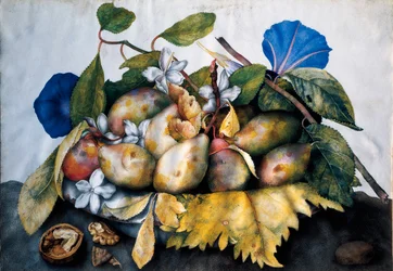 Plate of plums, jasmine and nuts. Painting on parchment by Giovanna Garzoni