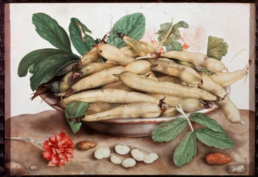 Still Life with Bean Plate by Giovanna Garzoni
