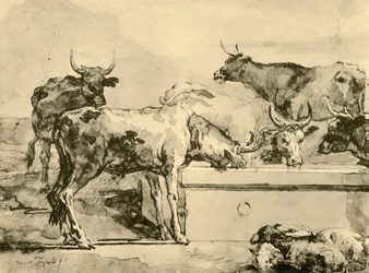 Cows Watering