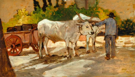 Oxen in Yard