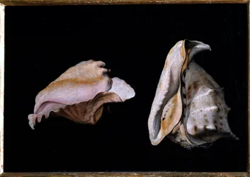 Two Shells (Still Life with Sea Shells)