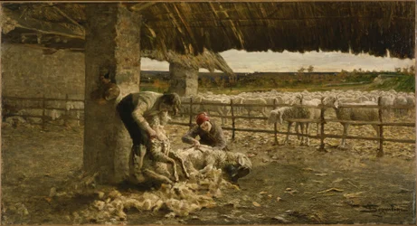 Shearing Sheep