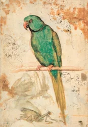 Green Parrot and Sketches of Parrots and Praying Mantis