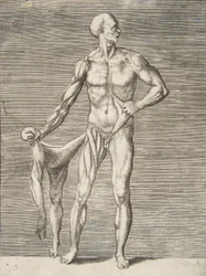 Man Seen from the Front, Holding the Skin of His Right Arm and Leg in His Right Hand