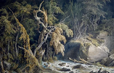 Rocky Landscape with Trees Uprooted