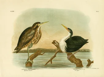 Australian Bittern