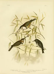 Black Honeyeater, 1891