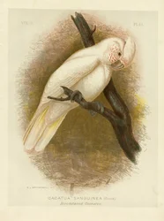 Blood-Stained Cockatoo, 1891