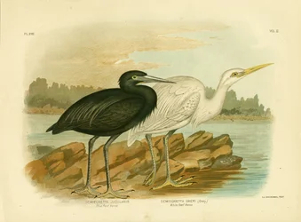 Blue Reef Heron, 1891