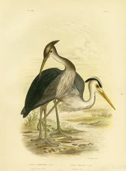 Great-Billed Heron or Dusky-Grey Heron