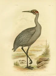 Native Companion or Brolga, 1891