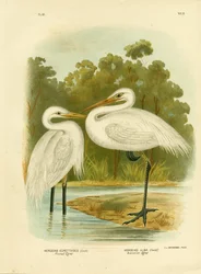 Plumed Egret or Intermediate Egret, 1891