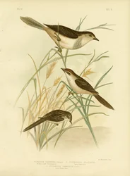 Rufous-Tinted Cincloramphus Or Rufous Songlark
