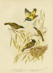 Swan River Honeyeater, 1891