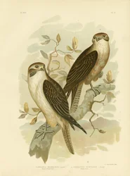 Western Brown Hawk