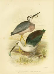White-Faced Heron