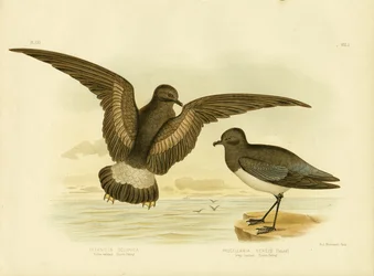 Yellow-Webbed Storm Petrel, 1891