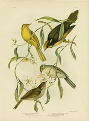 Yellow Honeyeater