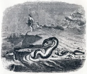 The head and tail of the snake - Fables by La Fontaine
