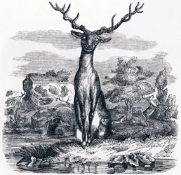 The Deer Looking at Himself in the Water - Fables by La Fontaine