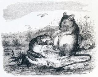 The Frog and the Rat - Fables by La Fontaine
