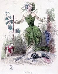 Woman, allegory of the vine - drawing by Grandville