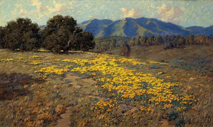 California Poppies