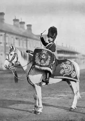 Plum Duff, the drum-horse of the Royal Scots Greys, 1896