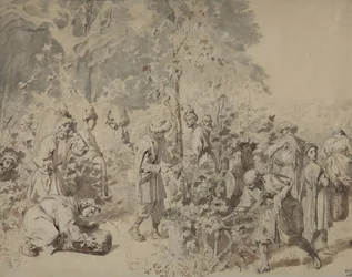 Grape Harvesting