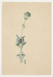 Study of a Flower