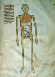 Anatomy and Surgical Board Representing a Bark