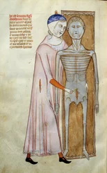 Anatomy and Surgical Board Representing a Dissection Scene